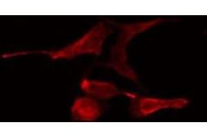 ABIN6275792 staining NIH-3T3 cells by IF/ICC. (TRAF4 antibody  (Internal Region))