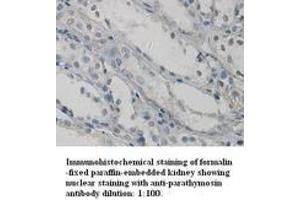 Image no. 1 for anti-Parathymosin (PTMS) (C-Term) antibody (ABIN791017) (Parathymosin antibody  (C-Term))