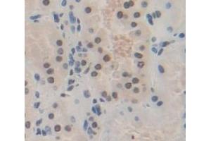 #VALUE! (HES1 antibody  (AA 21-251))
