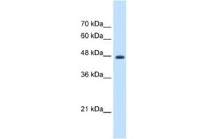 EEF1G antibody used at 1. (EEF1G antibody  (N-Term))