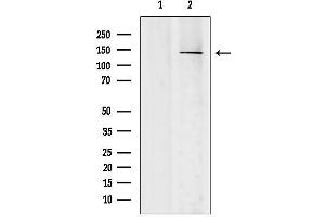 Western blot analysis of lysates from Mouse brain, using SH3TC2 Antibody.