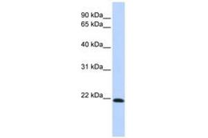 Image no. 1 for anti-Claudin 7 (CLDN7) (C-Term) antibody (ABIN6742399) (Claudin 7 antibody  (C-Term))