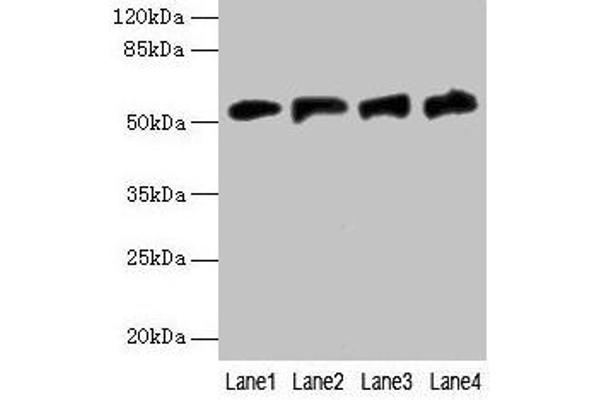 Ferredoxin Reductase antibody  (AA 33-451)