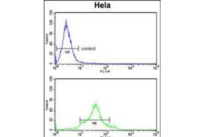 Flow cytometry analysis of Hela cells (bottom histogram) compared to a negative control cell (top histogram).