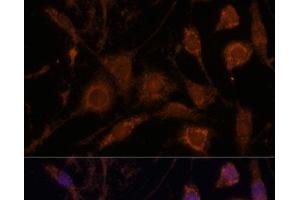 Immunofluorescence analysis of L929 cells using STC1 Polyclonal Antibody at dilution of 1:100. (Stanniocalcin 1 antibody)