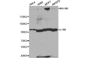 Western blot analysis of extracts of various cell lines, using ABL1 antibody. (ABL1 antibody  (AA 490-590))