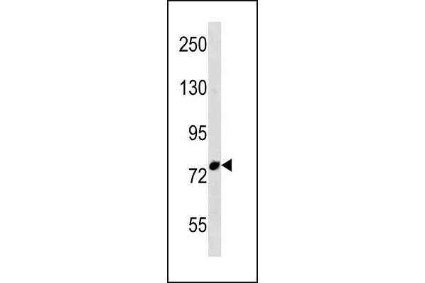FBXO43 antibody  (C-Term)