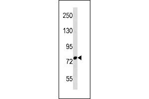 FBXO43 Antibody (C-term) (ABIN1881339 and ABIN2843282) western blot analysis in Ramos cell line lysates (35 μg/lane).