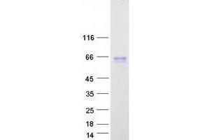 Validation with Western Blot (HCK Protein (Myc-DYKDDDDK Tag))