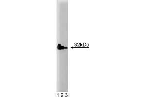 Western Blotting (WB) image for anti-Caspase 3 (CASP3) (AA 25-145) antibody (ABIN968342) (Caspase 3 antibody  (AA 25-145))