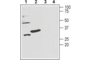 Western Blotting (WB) image for anti-Potassium Large Conductance Calcium-Activated Channel, Subfamily M beta Member 3 (KCNMB3) (AA 134-145), (Extracellular) antibody (ABIN7043491)