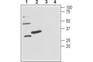 Western blot analysis of mouse brain lysates (lanes 1 and 3) and rat pancreas membranes (lanes 2 and 4): - 1,2. (KCNMB3 antibody  (Extracellular Loop))