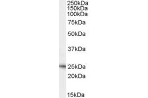 ABIN334447 (0. (Neurturin antibody  (C-Term))