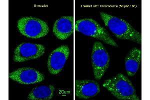 Immunofluorescence (IF) image for anti-ATG16 Autophagy Related 16-Like 1 (ATG16L1) (AA 161-190) antibody (ABIN388542)