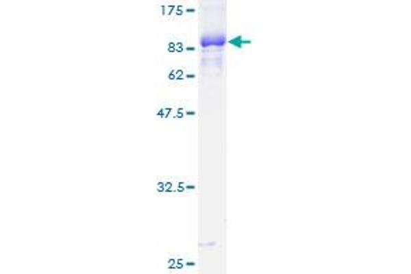 TFEB Protein (AA 1-476) (GST tag)