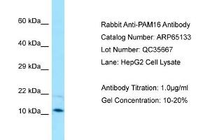 Western Blotting (WB) image for anti-Presequence Translocase-Associated Motor 16 Homolog (PAM16) (C-Term) antibody (ABIN2790052) (MAGMAS antibody  (C-Term))