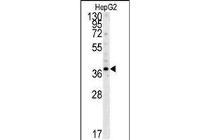Western blot analysis in HepG2 cell line lysates (35ug/lane). (PSMD7 antibody  (C-Term))