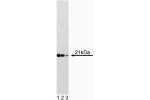 Western blot analysis of Cip1 on a WI-38 cell lysate (Human lung fibroblasts, ATCC CCL-75).