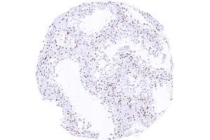 Testis showing a continuous decrease of HMGB1 staining during maturation of germ cells.