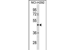 Western blot analysis in NCI-H292 cell line lysates (35ug/lane). (TULP3 antibody  (C-Term))
