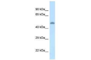 Western Blot showing Tat antibody used at a concentration of 1. (Tat (C-Term) antibody)