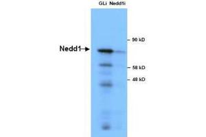 Anti-NEDD1 in Western Blot using  Immunochemicals' Anti-NEDD1 Antibody shows detection of a 73 kDa band corresponding to endogenous NEDD1 in lysates of S phase HeLa cells silenced for either control Luciferase or NEDD1. (NEDD1 antibody)