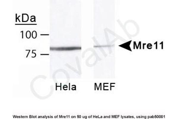 Mre11 抗体