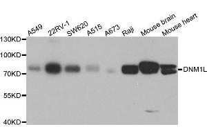Western blot analysis of extracts of various cell lines, using DNM1L antibody. (Dynamin 1-Like antibody  (AA 411-710))