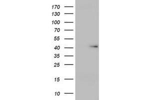 Image no. 1 for anti-Ubiquitin Specific Peptidase 12 (USP12) (AA 61-251) antibody (ABIN1491614) (USP12 antibody  (AA 61-251))