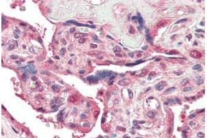 Human Placenta (formalin-fixed, paraffin-embedded) stained with PSENEN antibody ABIN461899 at 5 ug/ml followed by biotinylated goat anti-rabbit IgG secondary antibody ABIN481713, alkaline phosphatase-streptavidin and chromogen. (PEN2 antibody  (N-Term))