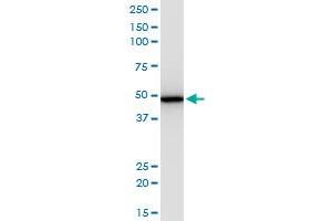 Image no. 1 for anti-Eukaryotic Translation Initiation Factor 2, Subunit 2 Beta, 38kDa (EIF2S2) (AA 1-101) antibody (ABIN599480) (EIF2S2 antibody  (AA 1-101))
