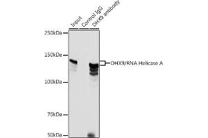 Immunoprecipitation analysis of 500 μg extracts of HeLa cells using 3 μg DHX9/RNA Helicase Aantibody (ABIN7265748). (DHX9 antibody)