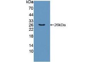 Figure. (TNFSF9 antibody  (AA 42-253))