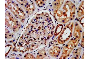 IHC image of ABIN7145444 diluted at 1:300 and staining in paraffin-embedded human kidney tissue performed on a Leica BondTM system. (beta Arrestin 1 antibody  (AA 1-260))