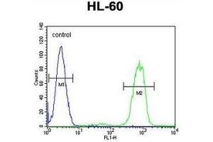 ANKRD40 Antibody (C-term) flow cytometric analysis of HL-60 cells (right histogram) compared to a negative control cell (left histogram). (ANKRD40 antibody  (C-Term))