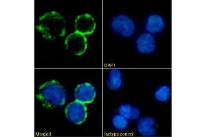 Immunofluorescence staining of human peripheral blood monocytes using anti-CD40L antibody AT161-10 Immunofluorescence analysis of paraformaldehyde fixed human peripheral blood monocytes immobilized on Shi-fix™ cover-slips and stained with the chimeric rabbit IgG version of AT161-10 (ABIN7072417) at 10 μg/mL followed by Alexa Fluor® 488 secondary antibody (2 μg/mL), showing membrane staining. (Recombinant CD40 Ligand antibody)