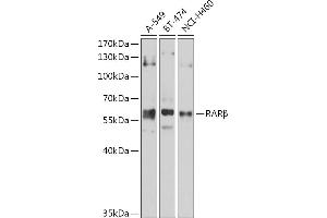 Western blot analysis of extracts of various cell lines, using RARβ Antibody (ABIN6133890, ABIN6146699, ABIN6146701 and ABIN6218677) at 1:1000 dilution. (Retinoic Acid Receptor beta antibody)