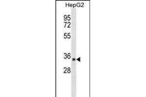 SDR39U1 Antibody (N-term) (ABIN1539594 and ABIN2849801) western blot analysis in HepG2 cell line lysates (35 μg/lane). (SDR39U1 antibody  (N-Term))