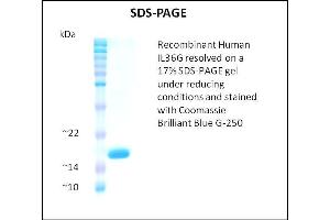 SDS-PAGE (SDS) image for Interleukin 1 Family Member 9 (IL1F9) (Active) protein (ABIN5509520) (IL1F9 Protein)