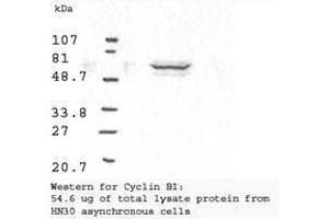 Western blot analysis using  Anti-Cyclin B1 antibody shows detection of human Cyclin B1 present in asynchronous HN30 cell lysates.