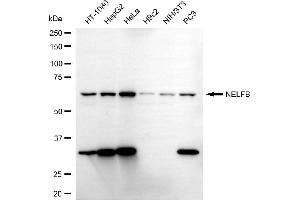 Western blotting analysis using NELFB antibody (ABIN7798110).