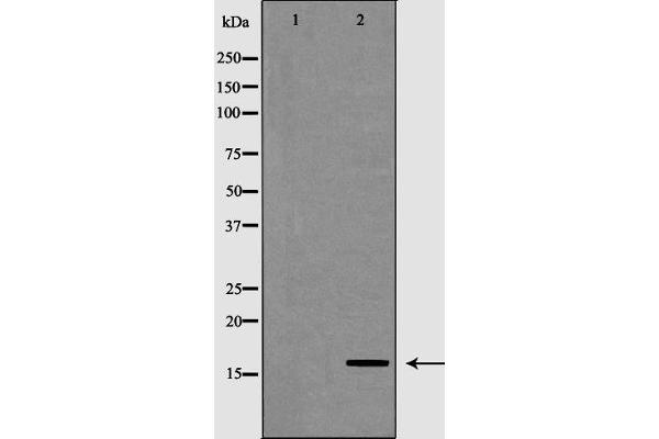 POLR2D antibody  (N-Term)