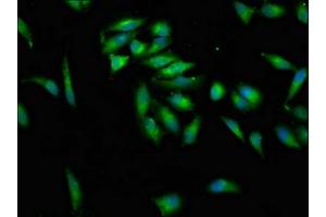 Immunofluorescence staining of Hela cells with ABIN7157558 at 1:100, counter-stained with DAPI. (KSR2 antibody  (AA 159-296))