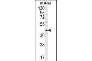 DNAJC11 Antibody (N-term) (ABIN654437 and ABIN2844172) western blot analysis in mouse liver tissue lysates (35 μg/lane). (DNAJC11 antibody  (N-Term))