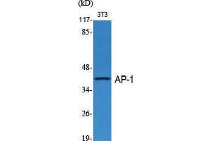 Western Blot (WB) analysis of specific cells using AP-1/Jun D Polyclonal Antibody.