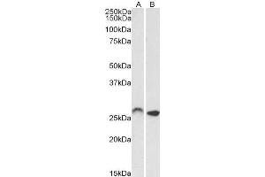 ABIN1590064 (0. (Homeobox C6 antibody  (Internal Region))