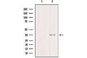 Western blot analysis of extracts from Hela, using FCGR2A Antibody. (FCGR2A antibody  (C-Term))