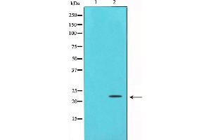 Western blot analysis on HepG2 cell lysate using Bax Antibody,The lane on the left is treated with the antigen-specific peptide. (BAX antibody  (Internal Region))