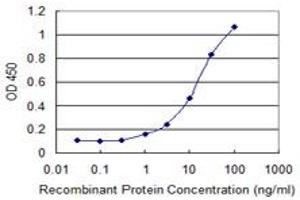 Detection limit for recombinant GST tagged SLC7A8 is 0. (SLC7A8 antibody  (AA 467-535))