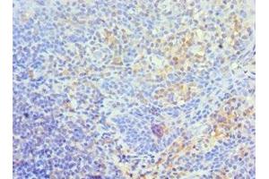 Immunohistochemistry of paraffin-embedded human tonsil tissue using ABIN7172210 at dilution of 1:100